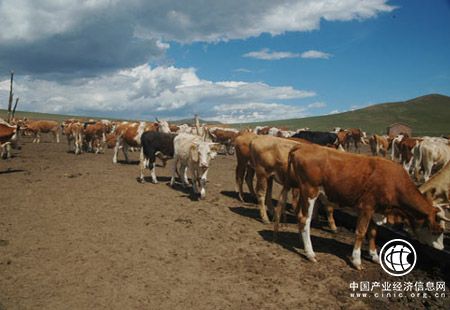 美國牛肉重返中國市場(chǎng) 中國肉牛產(chǎn)業(yè)亟待轉型升級