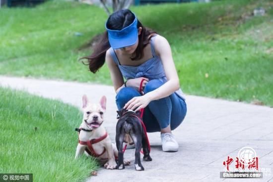 成都女主持人遛狗未拴繩遭鄰居暴打 誰(shuí)之錯？